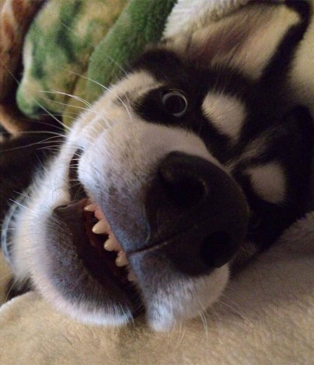 Husky sonriendo