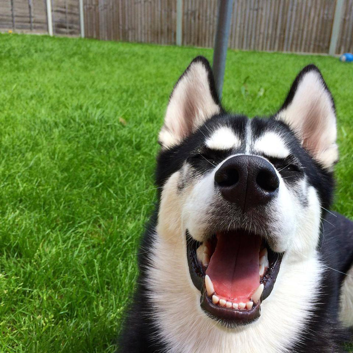 Husky que no se deja engañar por su dueño