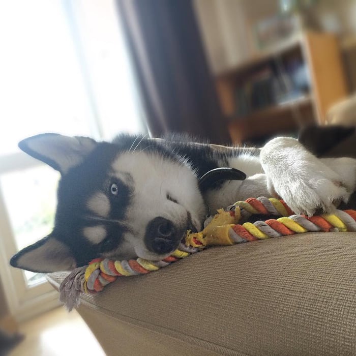 Husky que no va por la pelota