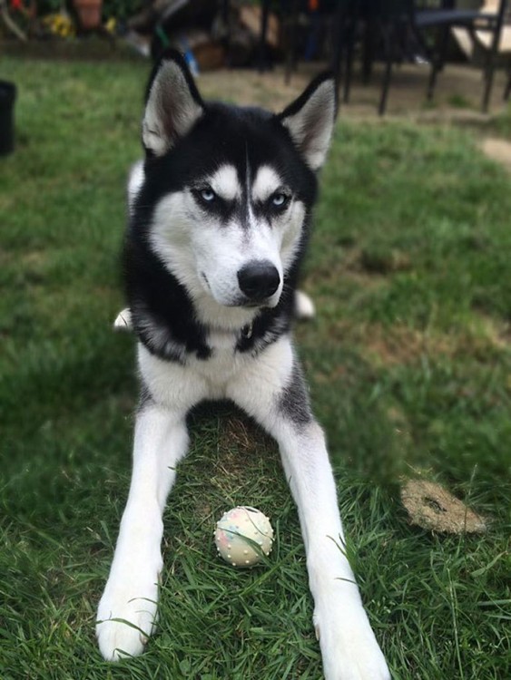 Perro que no va por la pelota