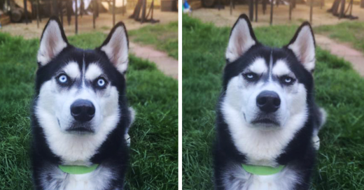 pretendio lanzarle una pelota a su perro