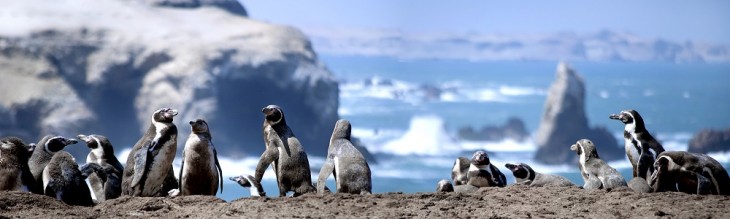 isla paracas peru