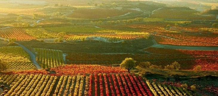 viñedos chilenos en peligro de extiincion por cambio climatico