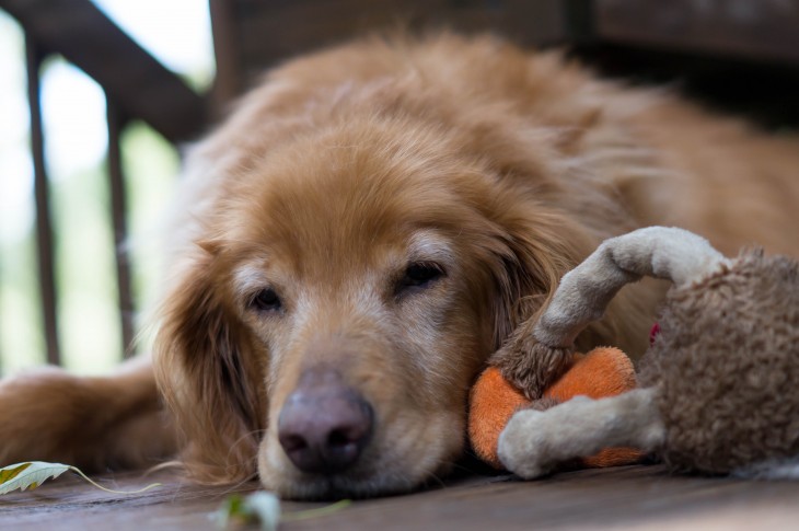 perrito dormido junto a su muñeco