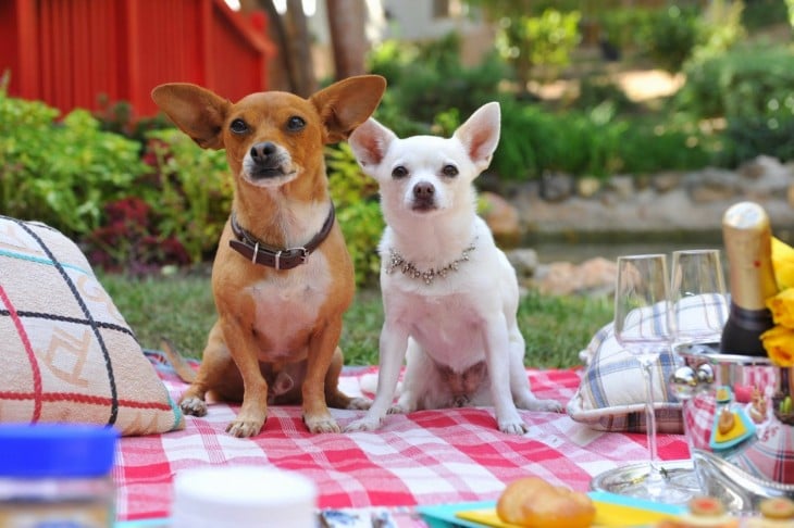 perros chihuahua en un día de campo