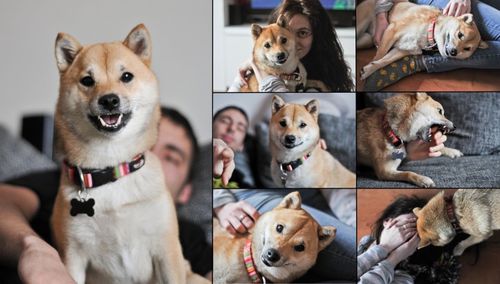 perro siendo acariciado por sus dueños en un collage