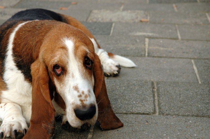 perro triste tirado en el piso