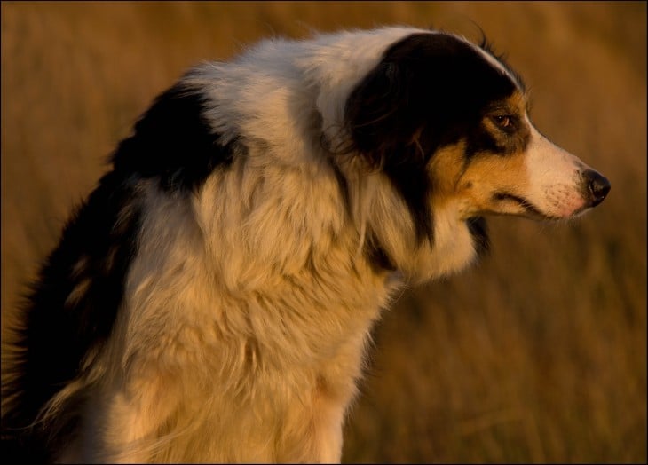 perro con cara de regañado enojado