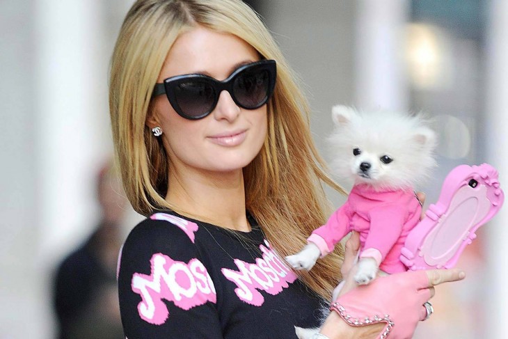 paris hilton y su perro pomeriano blanco