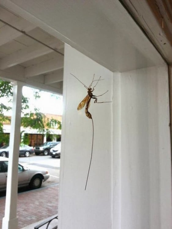 mosquito enorme parado sobre la ventana con un gran aguijomn