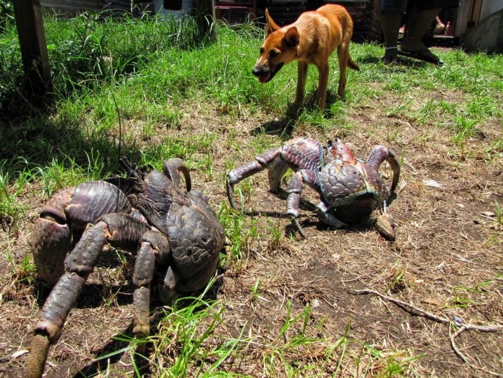 perro que se encuentracon cangrejos centellas y parece que los quiere morder