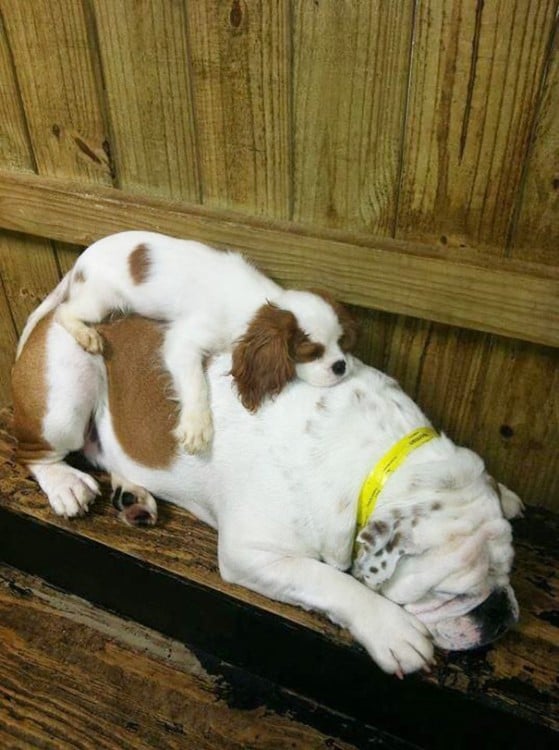 pero bulldog dormido en una orilla de la puerta del jardín