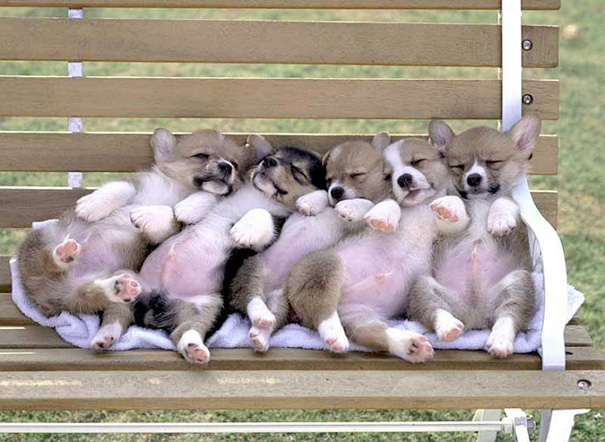 perritos dormido en fila en la banca de un parque