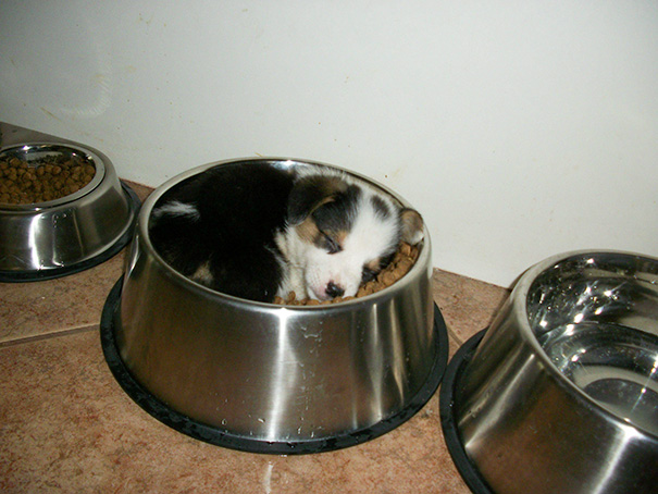 cachorro dormido en el plato de su comida