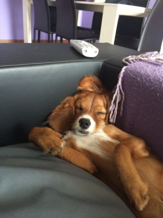 perro dormido muy relajado sobre un sillon