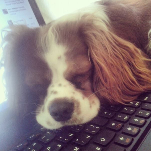 perro dormido sobre el teclado de una computadora