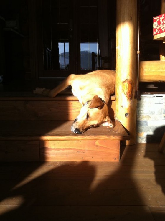 perro dormido mientras toma un poco de sol