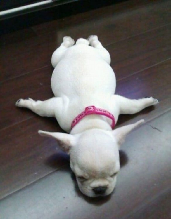 perrito blanco soñando que es un avión