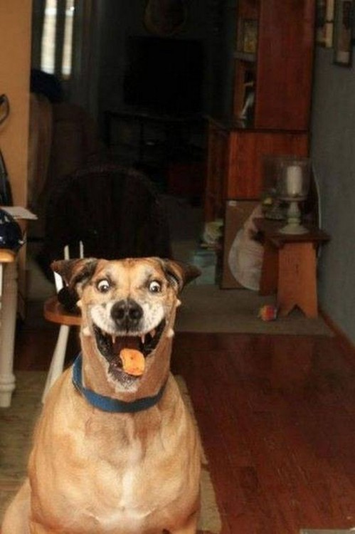 perro feliz porque va a cachar la galletas