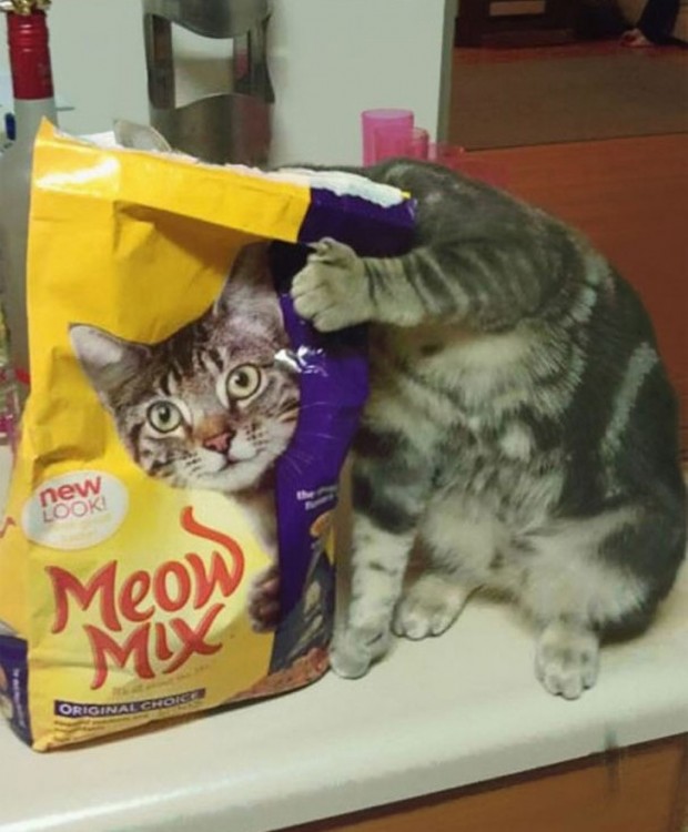 gato se acomoda en el momento preciso en el que su cabeza esta de la misma forma que sus croquetas