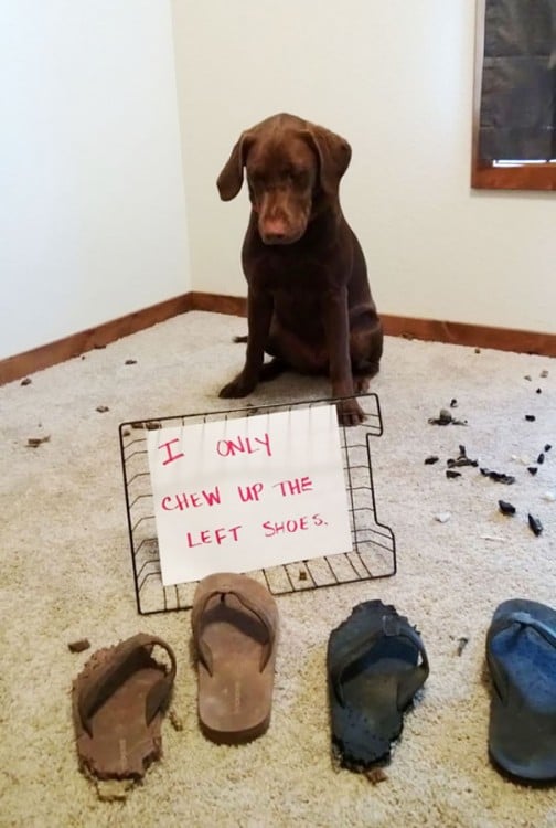 LABRADOR QUE MUERDE ZAPATOS ROJOS