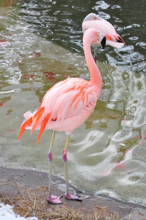 Flamingos en Calafate, Lago Argentino