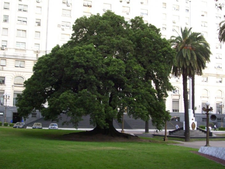 Ombu en el edificio Libertador en Buenos Aires 