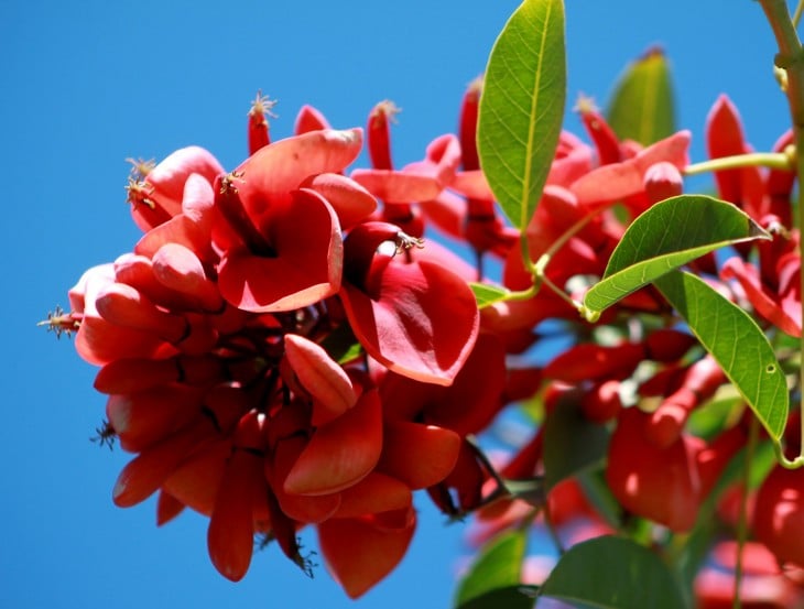 La flor nacional de Argentina es el Ceibo 