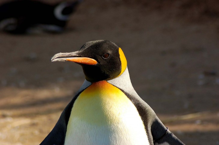 Pingüino en el Acuario Mar de Plata, Argentina
