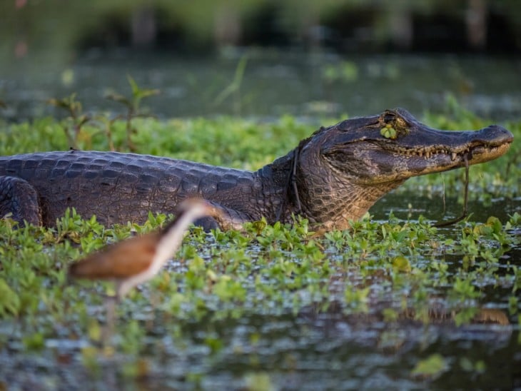 Caimán Yacaré en el pantanal en Bolivia 