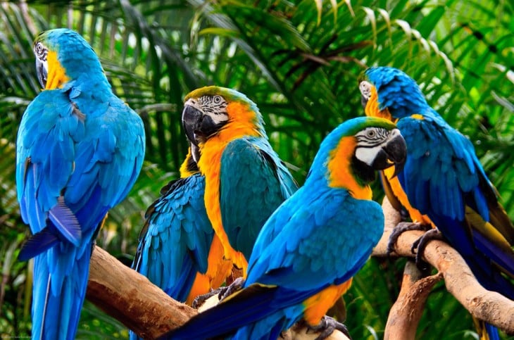 Guacamayos azul y amarillo, Bolivia 