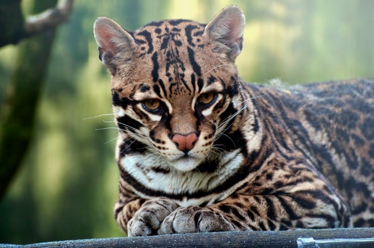 Ocelot en Siberia, Bolivia 