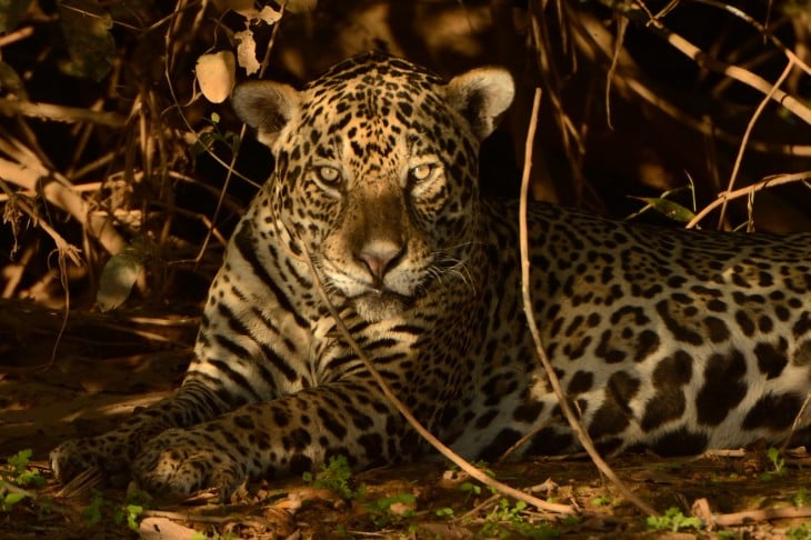 Jaguar en la zona de Porto Jofre, Pantanal, Brasil