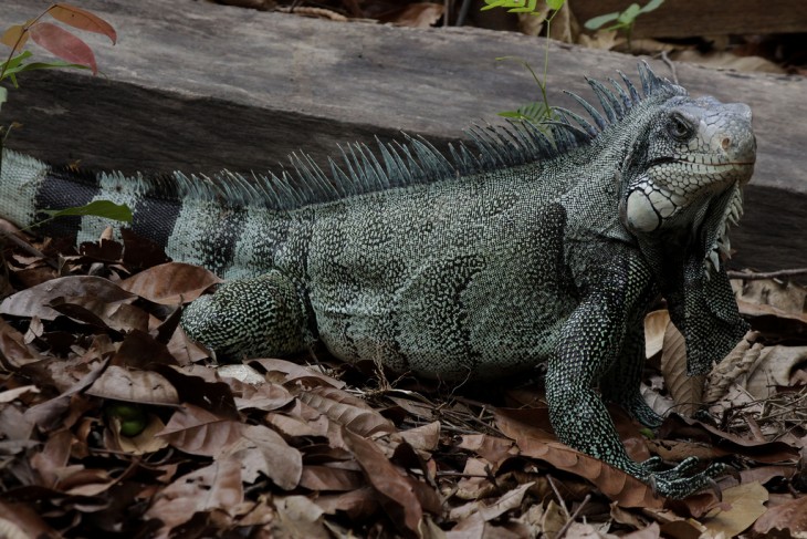 Iguana en la Selva Amazónica, Brasil