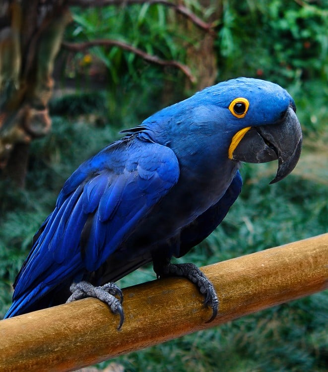 Loro Guacamayo Azul, Brasil 