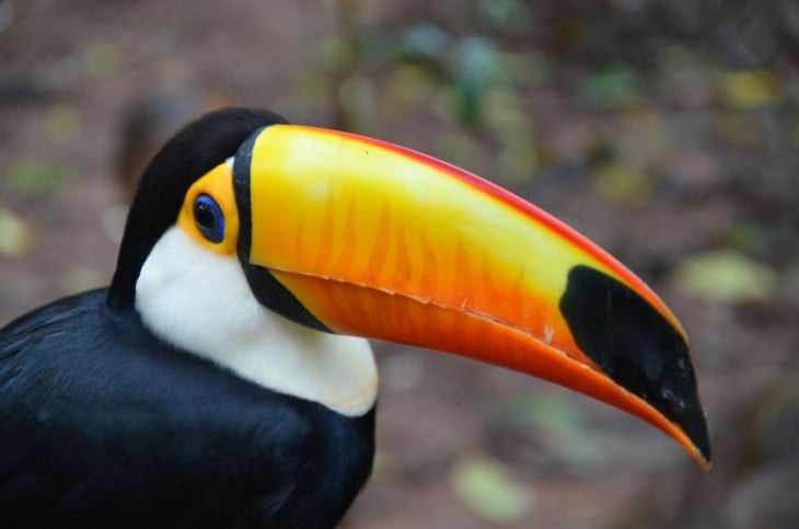 Tucán Toco en el Parque de aves en la Foz de Iguazú, Brasil