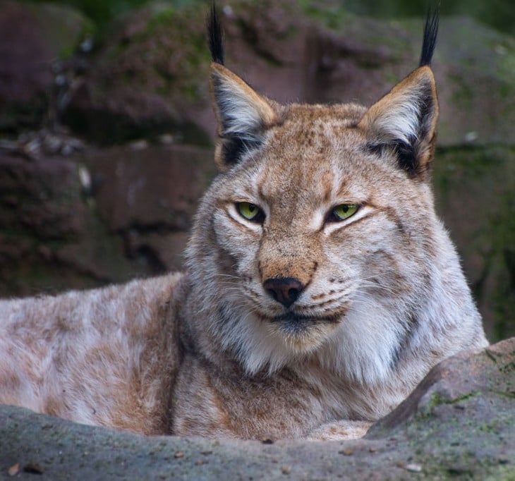 Fotografía de un Lince Ibérico en el Zoológico de Madrid, España 