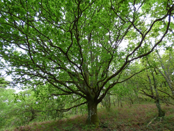 Roble Carvallo es uno de los típicos árboles vistos en los bosques de España 