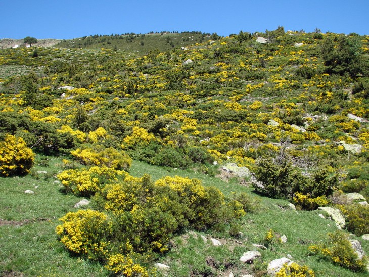 Planta de Cytisus oromediterraneus en la Sierra de Candelario en Salamanca, España 