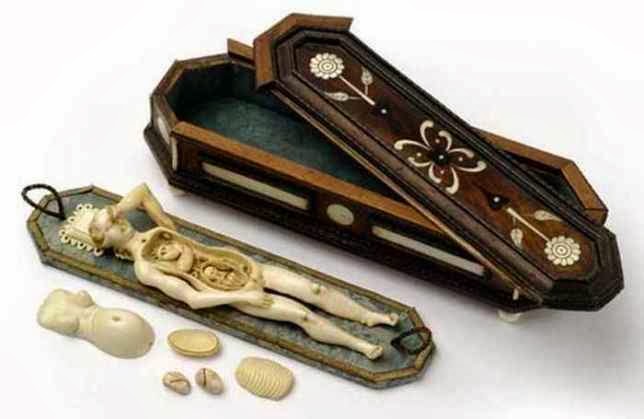 Modelo Anátomico 1820