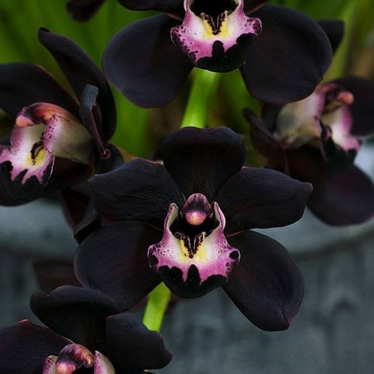 ORQUIDEIA NEGRA FLOR NACIONAL DE BELICE