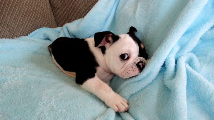 perrito agarrando una cobija sobre un sillón 