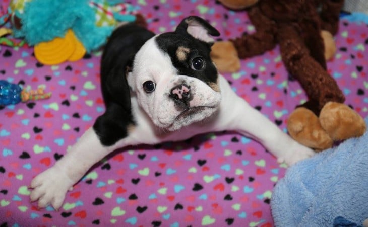 perrita acostada en una cama con las patitas abiertas 