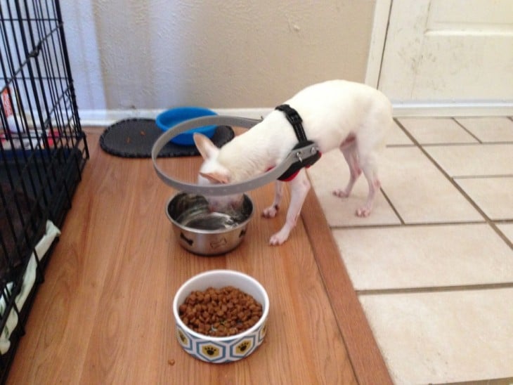 Buddy el perrito ciego con su collar comiendo y bebiendo agua 