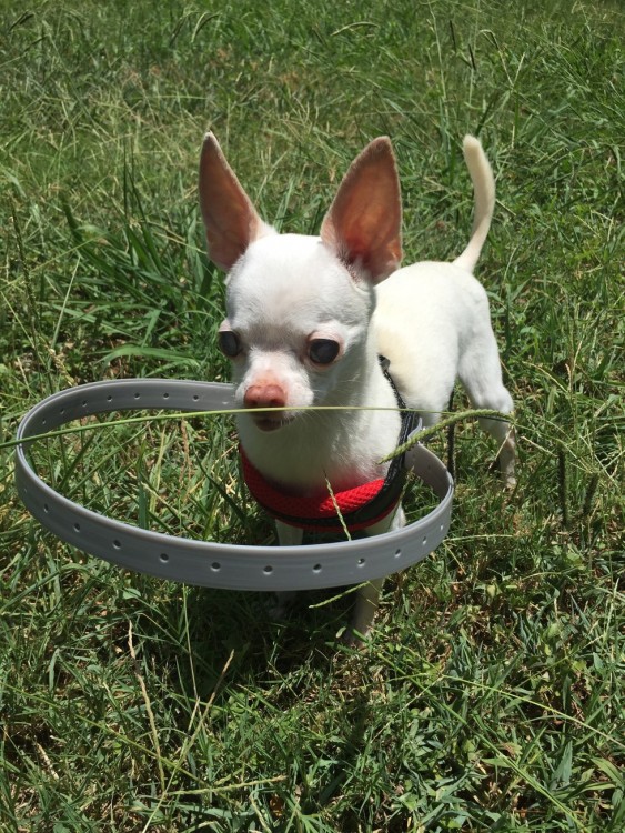 Perrito Buddy en un jardín con su collar especial para perrito ciego 