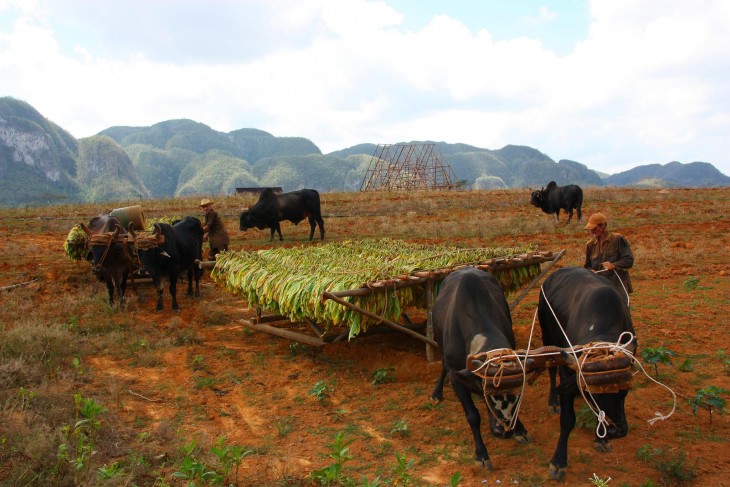 PLANTIOS DE TABACO CUBA