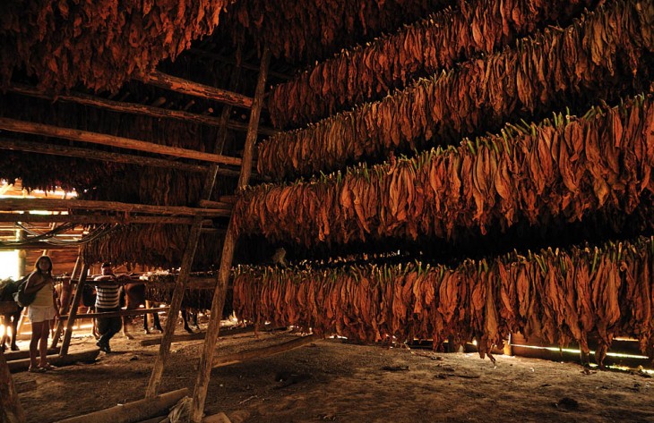 SECADO DEL TABACO EN CUBA