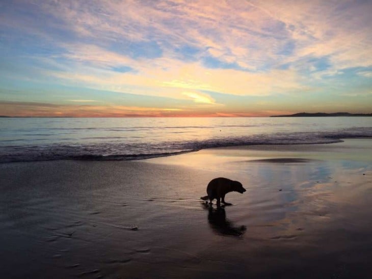 un perro defecando a la orilla de una playa al atardecer 