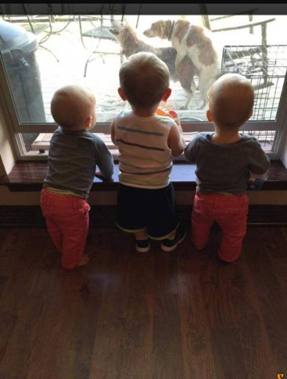 niños viendo por la ventana a dos perros 