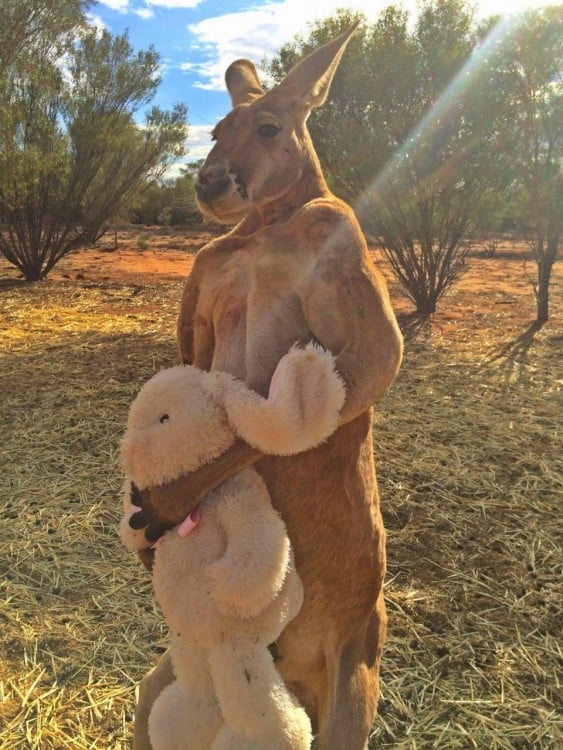 canguro con un oso de peluche en sus manos 